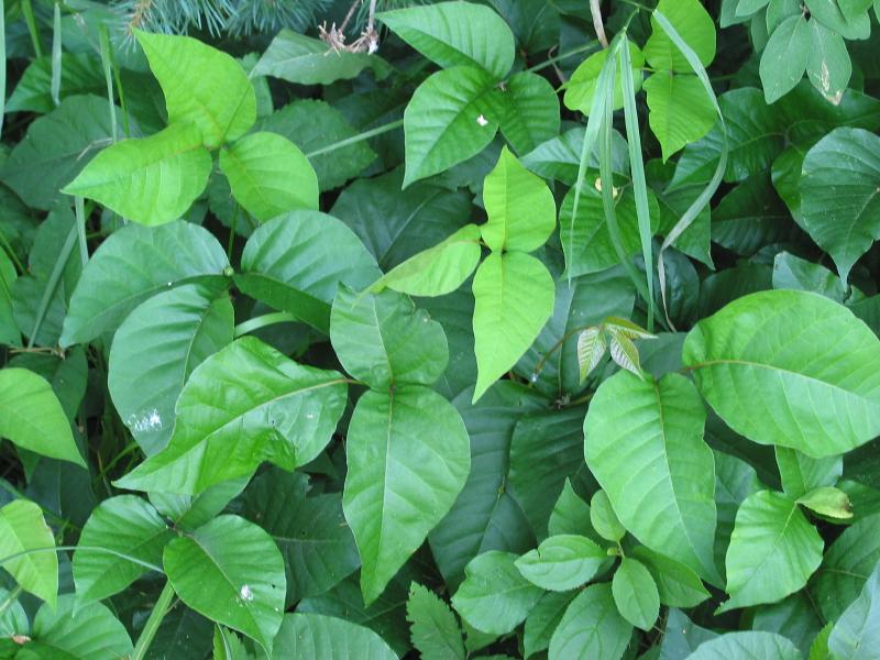 Poison Ivy Salad, anyone? | When Peanuts Attack